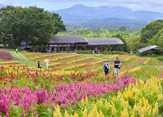高原を色鮮やかに彩るケイトウ＝１日午前９時45分、那須町豊原丙