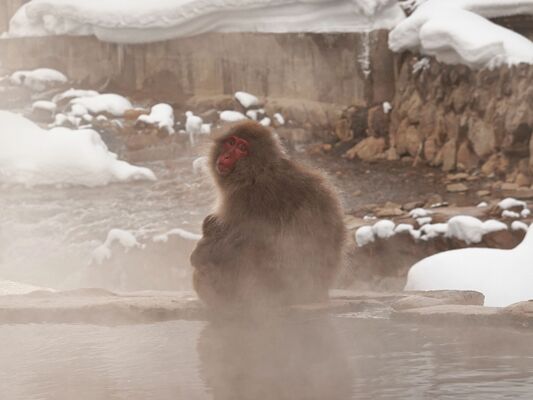後楽館の露天風呂の脇にたたずむ猿＝１月19日午後３時20分ごろ、長野県山ノ内町