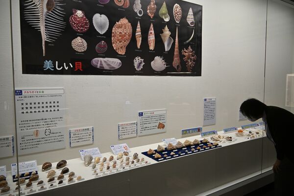 さまざまな貝が展示されている移動博物館