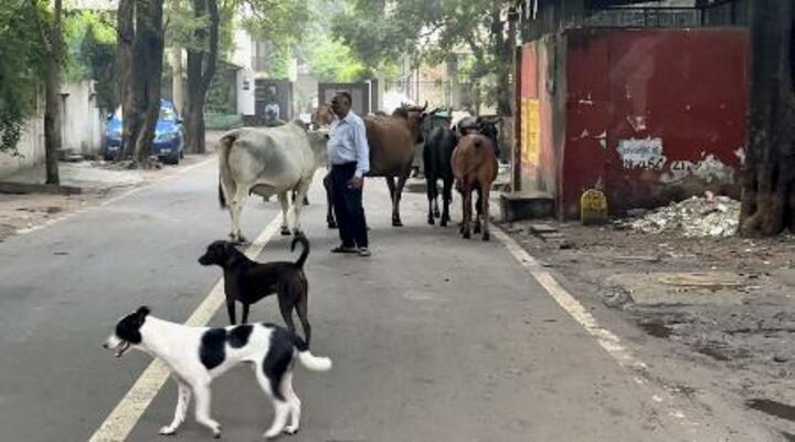 インド・ニューデリー中心部の路上をうろつく野良犬=2024年9月