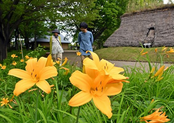 うつのみや遺跡の広場を彩るニッコウキスゲ＝６日午前10時、宇都宮市上欠町
