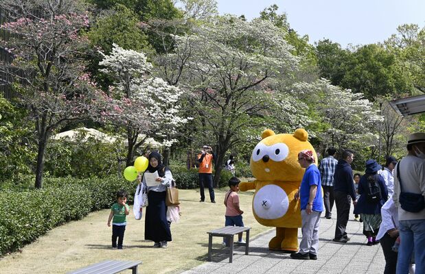 見頃となったハナミズキの下で散策を楽しむ来場者