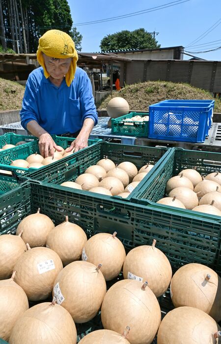 青空の下、天日干しされる花火玉＝15日午前10時40分、栃木市都賀町大橋
