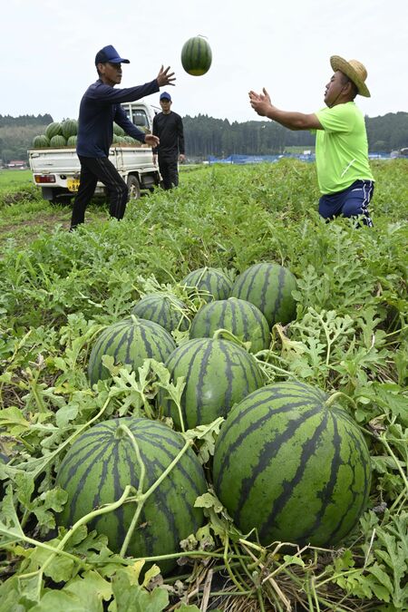 収穫後、投げ渡される「与一西瓜」