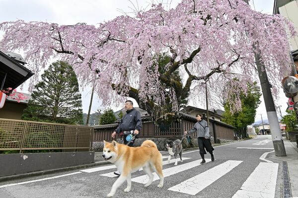 満開となった高田家のシダレザクラ＝14日午後、日光市稲荷町１丁目