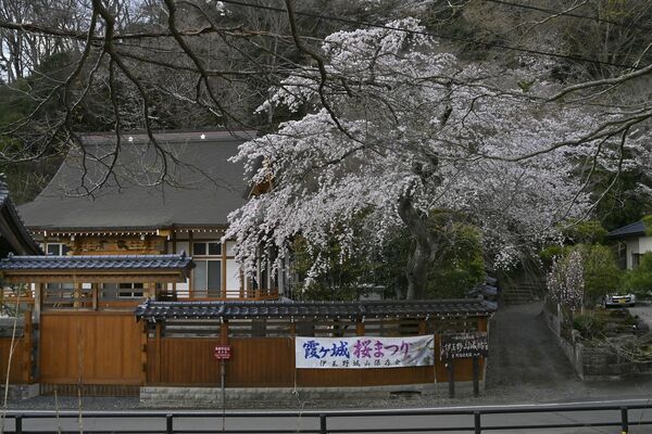 那須町の正福寺はほぼ満開＝７日午後