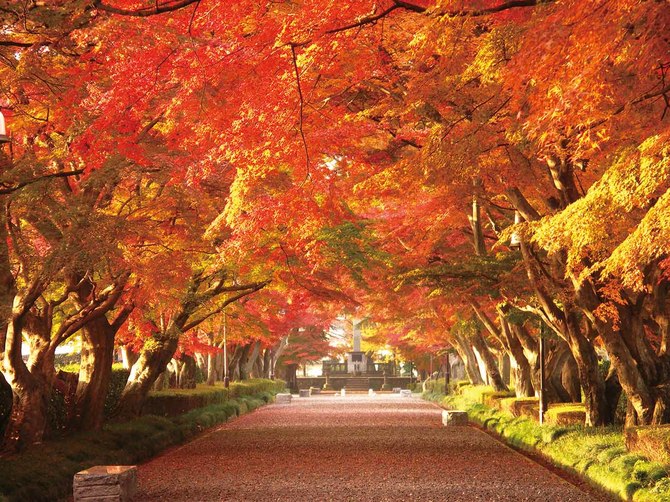 那須塩原 大山参道【例年の見ごろ】11月中旬~下旬 【住所】那須塩原市下永田2-1023