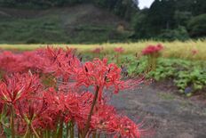那須の蓑沢公園でヒガンバナ満開　見頃は今月いっぱい
