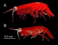 巨大な目の新種のヨコエビ発見