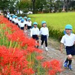 ヒガンバナ見頃、境内に秋の訪れ　園児田植えの“黄金色”と競演も