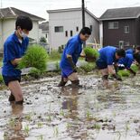 大正期のコメ「愛国３号」で日本酒醸造へ　県内高校生が田植え　活用計画２…