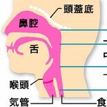 「頭頸部がん」正しく理解を　治療法の選択が分岐点に　栃木県立がんセンタ…