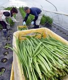 ニラの収穫最盛期　鹿沼