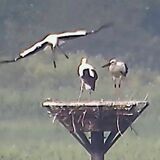 コウノトリ、１羽巣立つ　小山の渡良瀬遊水地　観察中の住民が確認