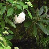 泡の中に小さな命　日光の田母沢御用邸　モリアオガエルの繁殖始まる