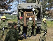 クマにライフル 警察検討