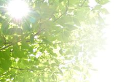 夏の体ケア