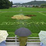 田んぼにアート、アジサイ“満開”　鹿沼の磯町地区