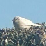 さくらで白いスズメ目撃　日本書紀にも登場する「瑞鳥」？　突然変異か