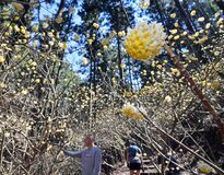 「妖精の森」でミツマタ満開　茂木