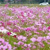 栃木でコスモス見頃　2000平方メートルに色とりどり