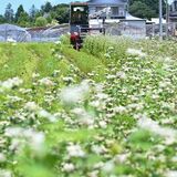 青空の色、味わいに　「夏ソバ」収穫作業始まる　鹿沼の日晃そば店