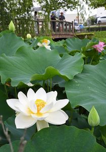 宇都宮・平出工業団地緑地のハス 