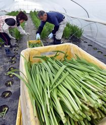 ニラの収穫最盛期　鹿沼