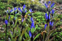 那須岳でリンドウ見頃