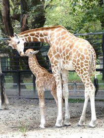 宇都宮動物園にキリンの赤ちゃん誕生