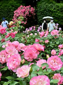 井頭公園でバラ見頃　真岡