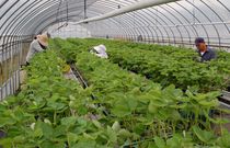 スカイベリーの株分け作業大詰め　宇都宮