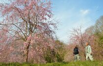 住民丹精のサクラ満開