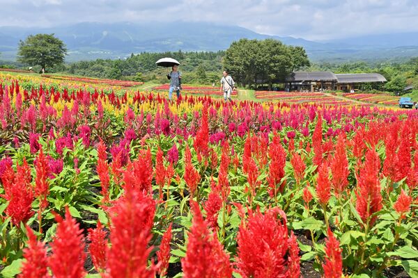 高原の丘を鮮やかに彩るケイトウ＝18日午前10時40分、那須町豊原丙