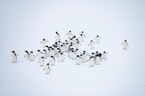 かわいらしい南極のアデリーペンギン＝2021年12月、南極観測船「しらせ」から撮影