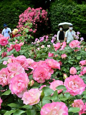 園内で鮮やかに咲くバラ＝21日午前11時30分、真岡市下籠谷