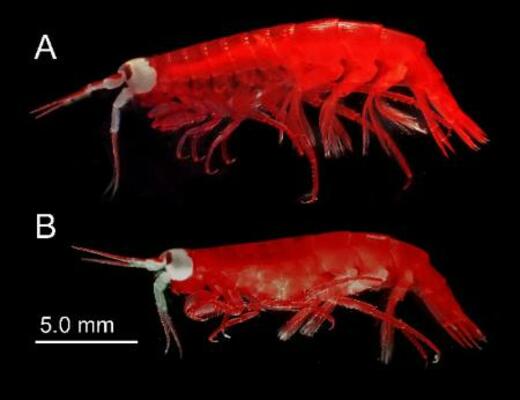 鹿児島大などが発見したと発表した新種のヨコエビ(鹿児島大提供資料より)