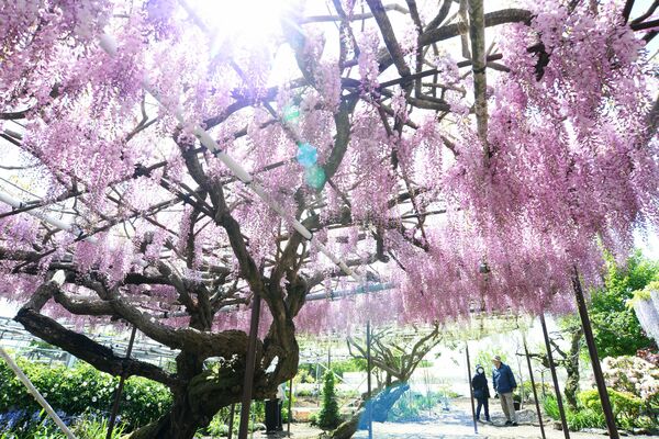 見頃を迎えたフジ（超広角レンズ使用）