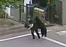 福島市内でクマ、４人負傷