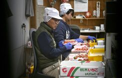 イチゴ栽培、取材で見えた現状と課題　品種と栽培技術、進化重ね　新規就農…