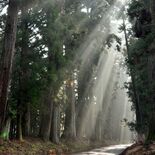 枯死で減少続く日光杉並木、植樹400年で栃木県が動く 後継木の補植に本腰