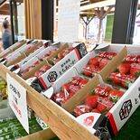 「いちご市」10周年　鹿沼で17日、ＪＡが初「いちごフェア」　クレープ…