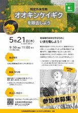 根絶目前／北潟湖で市民と学生が挑む「オオキンケイギク除去イベント」開催