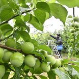 梅雨空の下、鈴なりに　青梅の収穫最盛期　宇都宮