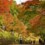 足利・織姫公園もみじ谷で紅葉見頃 陽光に映える赤や黄色