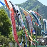 50匹のこいのぼり優雅に　佐野で「鯉来まつり」　５年ぶりの本格開催