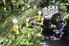 Ｘマス彩る 生命の輝き