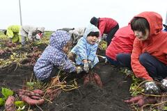 イモ掘りに子どもら歓声