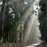 枯死で減少続く日光杉並木、植樹400年で栃木県が動く 後継木の補植に本腰