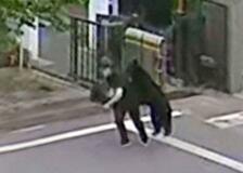 福島市内でクマ、４人負傷